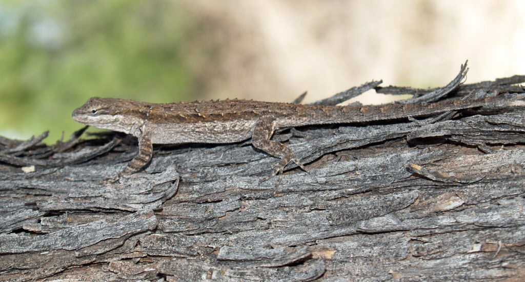 Lizard